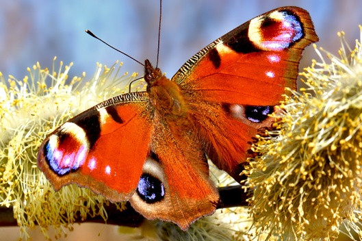 Fotos - Tierfotos - Schmetterlinge - Tagpfauenauge