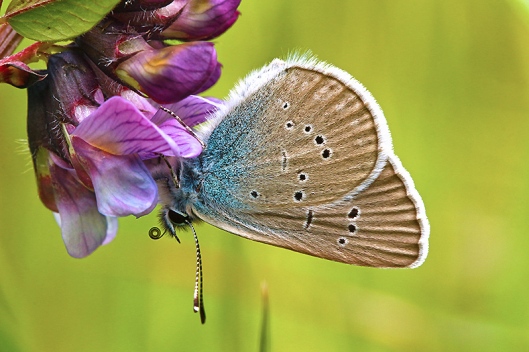 Fotos - Tierfotos - Schmetterlinge - Tagfalter - Rotklee-Bläuling - Polyommatus semiargus