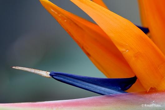 Blumen, Blüten, Blumenfotos -- Strelitzia - Paradiesvogelblume
