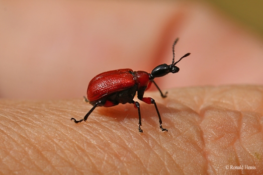 Insekten Käfer Blattroller Haselblattroller
