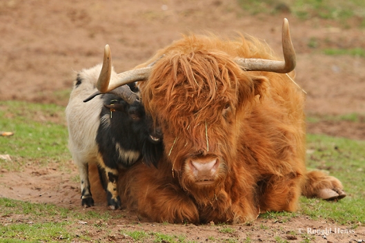 Tierfreundschaft - Schottisches Hochlandrind und Ziege