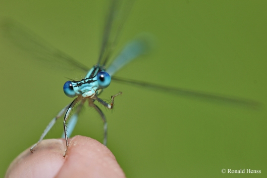 Blaue Federlibelle Platycnemis pennipes