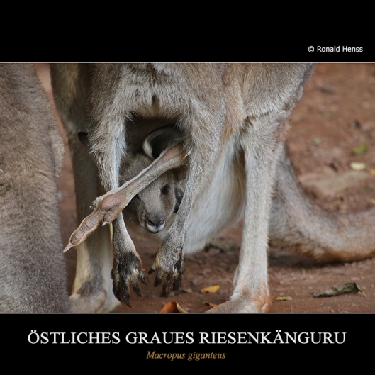 Beutelkind - Östliches graues Riesenkänguru im Saarbrücker Zoo