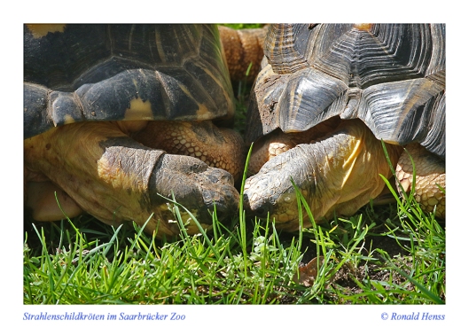 Strahlenschildkröten  im Saarbrücker Zoo
