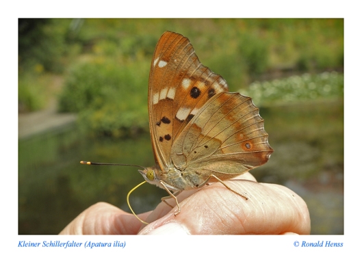 Schmetterlinge, Tagfaler, Edelfalter, Kleiner Schillerfalter (Apatura ilia)