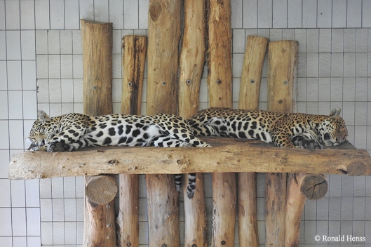 Tierfotos Jaguare im Saarbrücker Zoo