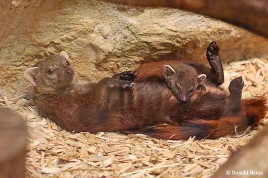 Tiere Tierfotos Ringelschwanzmungo - Mama und Kind im Saarbrücker Zoo