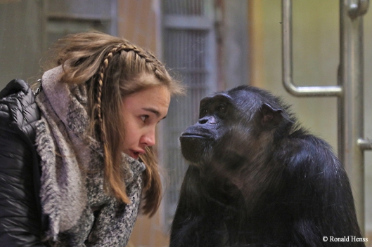 Tiere Tierfotos Affen, Schimpanse im Saarbrücker Zoo