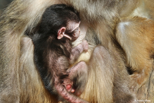 Tiere Tierfotos, Affen, Baby, Affenbaby, Javaneraffenbaby im Saarbrücker Zoo